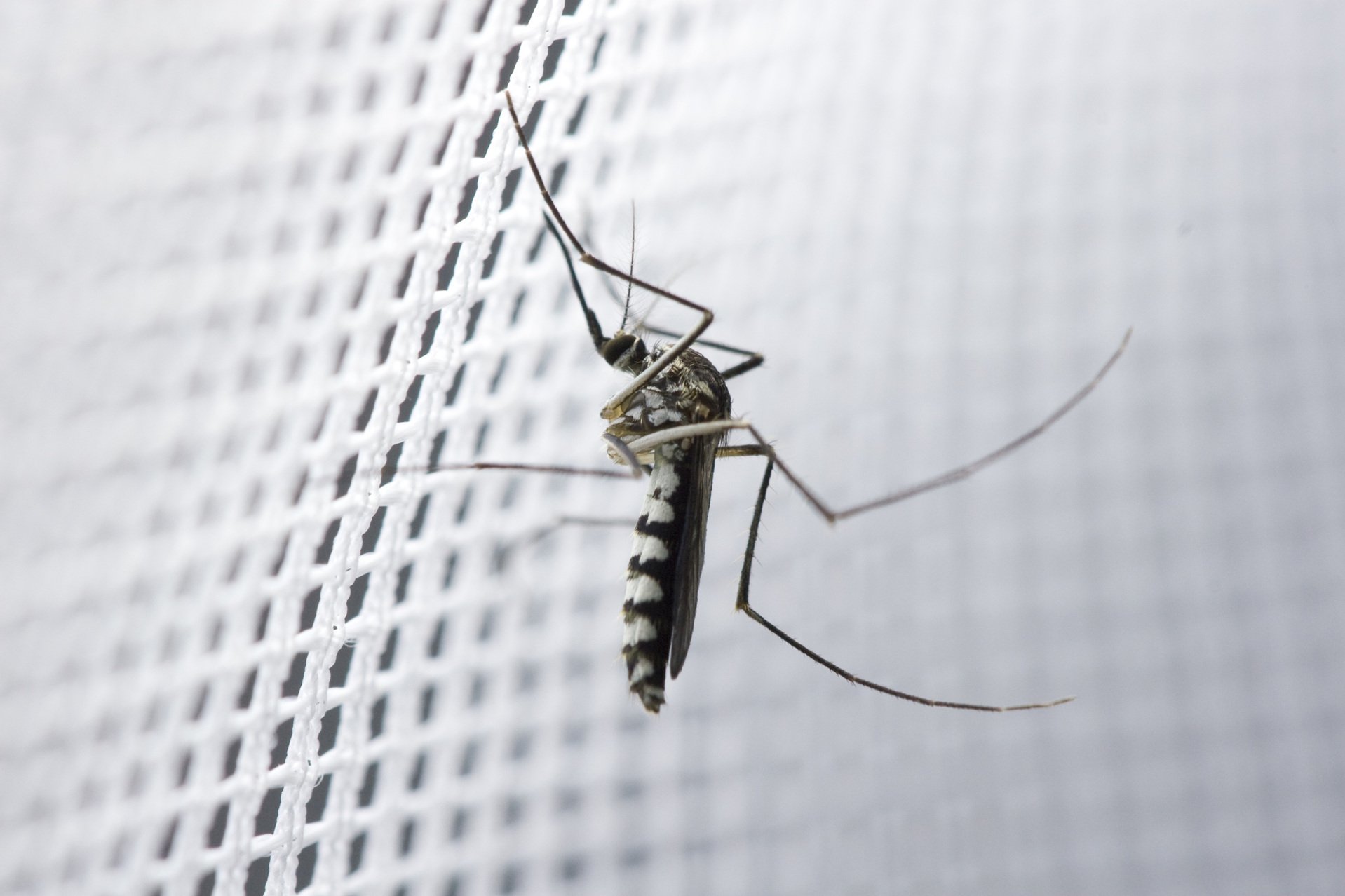 Insektenschutz Insektenschutz
